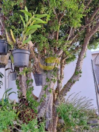 Imagem Chácara com 3 Quartos à Venda, 1.154 m² em Cachoeira - Ibiúna Imagem Chácara com 3 Quartos à Venda, 1.154 m² em Cachoeira - Ibiúna