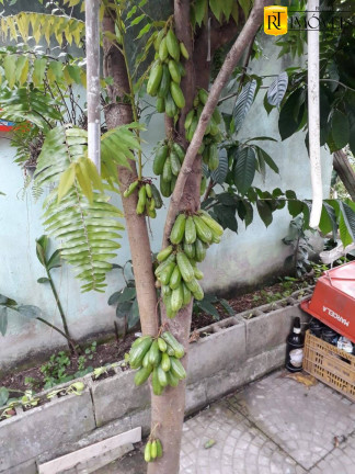 Imagem Casa com 2 Quartos à Venda, 75 m² em Sopotó - Iguaba Grande
