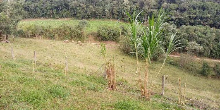 Imagem Imóvel com 3 Quartos à Venda, 47.000 m² em Centro - Campo Largo