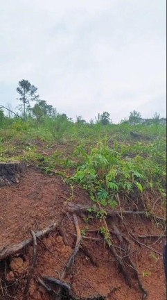 Imagem Fazenda à Venda, 411.400 m² em Três Córregos - Campo Largo