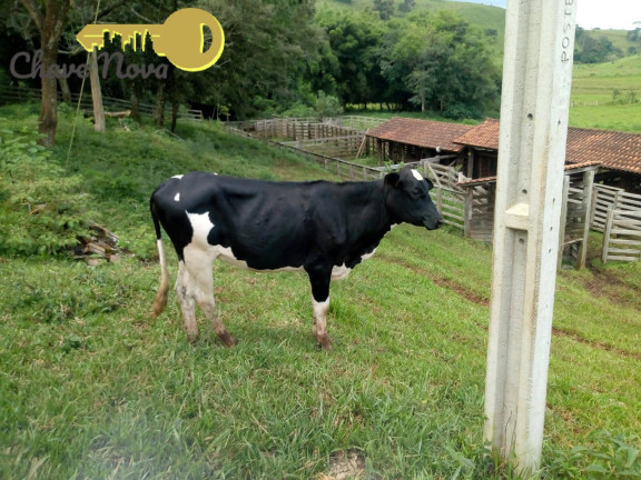 Imagem Chácara com 3 Quartos à Venda, 20 m² em Roseta - Cambuí