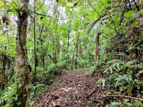Imagem Chácara à Venda, 24.900 m² em Três Rios Do Norte - Jaraguá Do Sul