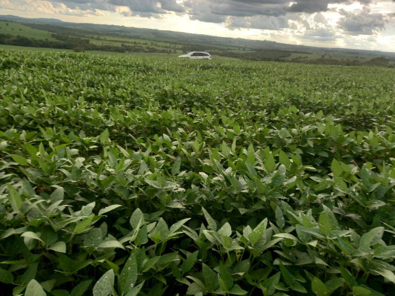 Imagem Fazenda à Venda, em Zona Rural - Caiapônia Imagem Fazenda à Venda, em Zona Rural - Caiapônia