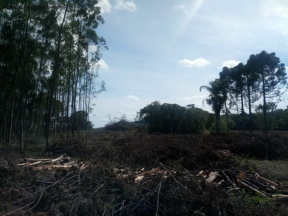 Imagem Terreno à Venda, 4 m² em Pinhal Alto - Nova Petrópolis Imagem Terreno à Venda, 4 m² em Pinhal Alto - Nova Petrópolis