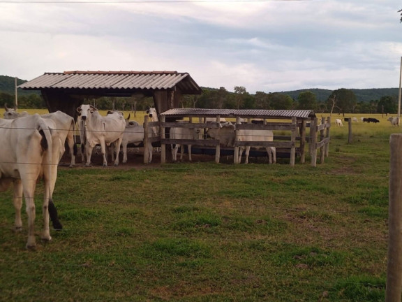 Fazenda à Venda, 126 m² em Zona Rural - Cocalinho