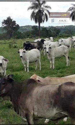 Fazenda à Venda, 61 m² em Zona Rural - Palestina De Goiás
