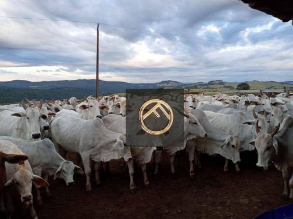 Imagem Fazenda à Venda, 2.928.200 m² em Guampará - Marquinho Imagem Fazenda à Venda, 2.928.200 m² em Guampará - Marquinho