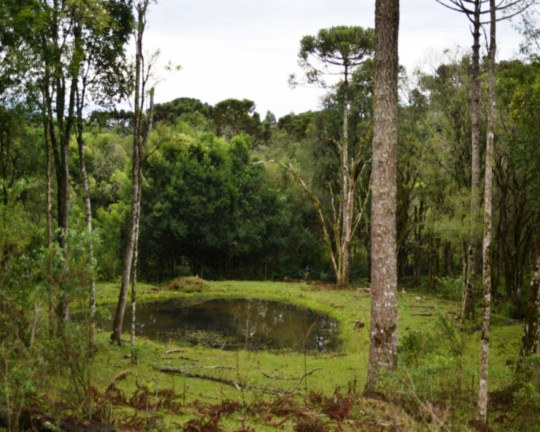 Imagem Imóvel à Venda,  em Linha Imperial - Nova Petrópolis