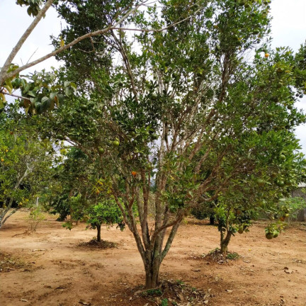 Imagem Chácara com 2 Quartos à Venda, 1.110 m² em Jardim Cananéia - Pilar Do Sul Imagem Chácara com 2 Quartos à Venda, 1.110 m² em Jardim Cananéia - Pilar Do Sul