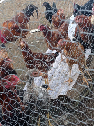 Imagem Fazenda à Venda, em Tiquaruçu - Feira De Santana Imagem Fazenda à Venda, em Tiquaruçu - Feira De Santana