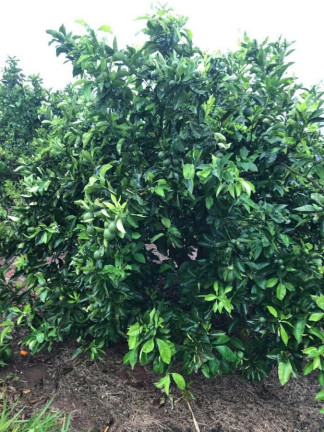 Imagem Chácara à Venda, 14 m² em Rural - águas De Santa Bárbara Imagem Chácara à Venda, 14 m² em Rural - águas De Santa Bárbara