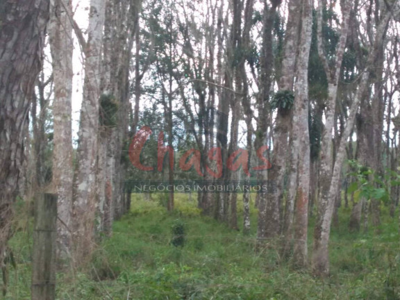 Imagem Terreno à Venda, 30.500 m² em Pegorelli - Caraguatatuba