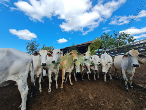 Imagem Fazenda à Venda, 1.258.400 m² em Centro - Araruama Imagem Fazenda à Venda, 1.258.400 m² em Centro - Araruama