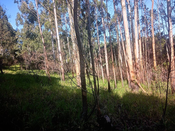 Imagem Chácara à Venda, 29.000 m² em Pimenta - Viamão Imagem Chácara à Venda, 29.000 m² em Pimenta - Viamão