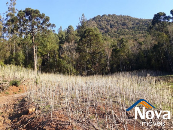 Imagem Imóvel à Venda, 60.000 m² em Linha Riachuelo - Nova Petrópolis