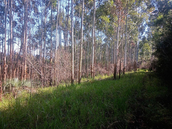 Imagem Chácara à Venda, 29.000 m² em Pimenta - Viamão Imagem Chácara à Venda, 29.000 m² em Pimenta - Viamão