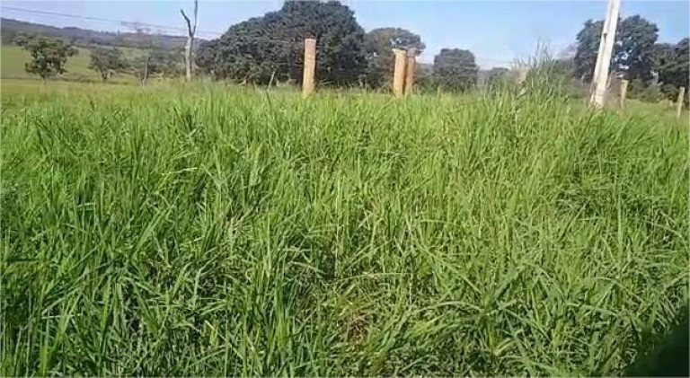 Imagem Fazenda à Venda, 23 m² em Centro - Santa Vitória Imagem Fazenda à Venda, 23 m² em Centro - Santa Vitória