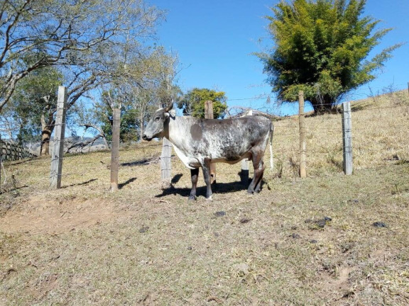 Imagem Chácara com 3 Quartos à Venda, 532 m² em Zona Rural - Cambuí