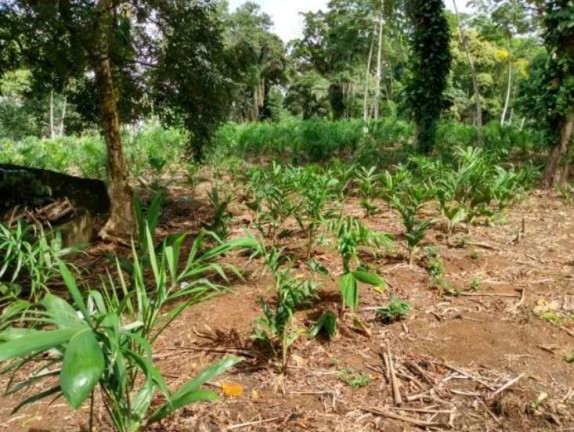 Imagem Fazenda à Venda, 33 m² em Centro - Morretes Imagem Fazenda à Venda, 33 m² em Centro - Morretes