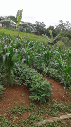 Imagem Terreno à Venda, 1.900 m² em Taubaté