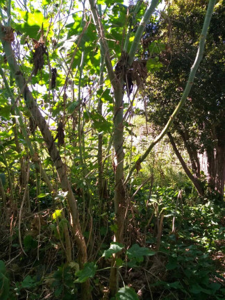 Imagem Terreno à Venda, 240 m² em Taboão - São Bernardo Do Campo Imagem Terreno à Venda, 240 m² em Taboão - São Bernardo Do Campo