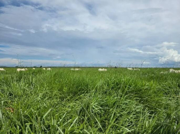 Imagem Fazenda à Venda, 11 m² em Ponte Rio Palmeiral - Mundo Novo Imagem Fazenda à Venda, 11 m² em Ponte Rio Palmeiral - Mundo Novo