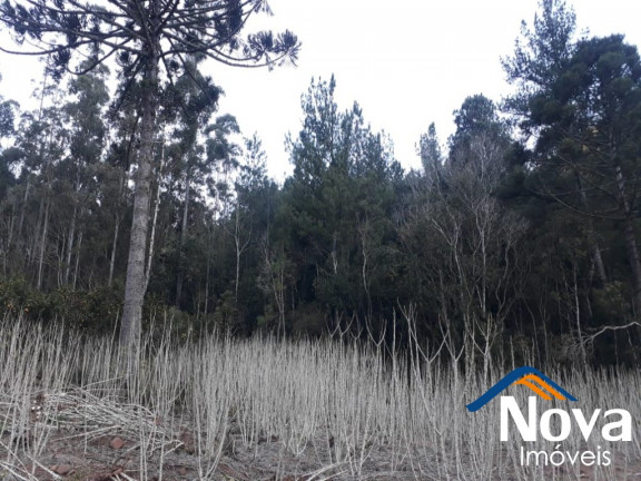 Imagem Imóvel à Venda, 60.000 m² em Linha Riachuelo - Nova Petrópolis