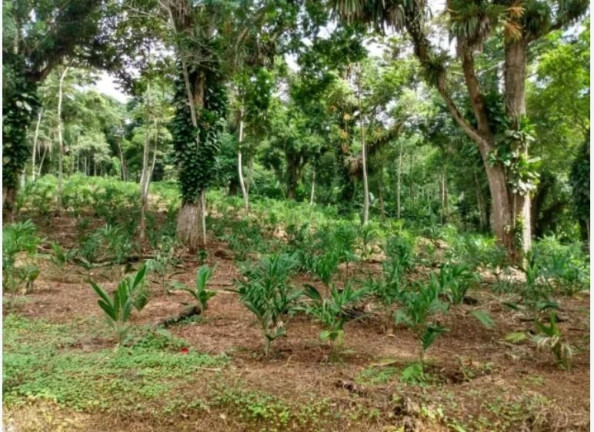 Imagem Fazenda à Venda, 33 m² em Centro - Morretes Imagem Fazenda à Venda, 33 m² em Centro - Morretes
