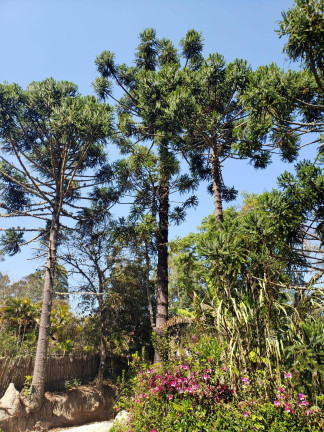 Imagem Chácara à Venda, 13 m² em Taubaté Imagem Chácara à Venda, 13 m² em Taubaté