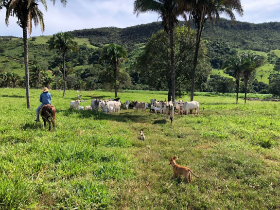 Imagem Fazenda à Venda, 6.050.000 m² em Zona Rural - Cocalzinho De Goiás Imagem Fazenda à Venda, 6.050.000 m² em Zona Rural - Cocalzinho De Goiás