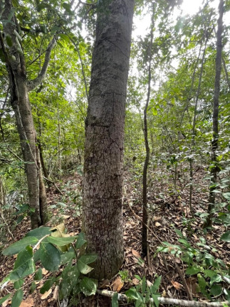 Imagem Imóvel à Venda,  em São Félix Do Tocantins/to - São Félix Do Tocantins