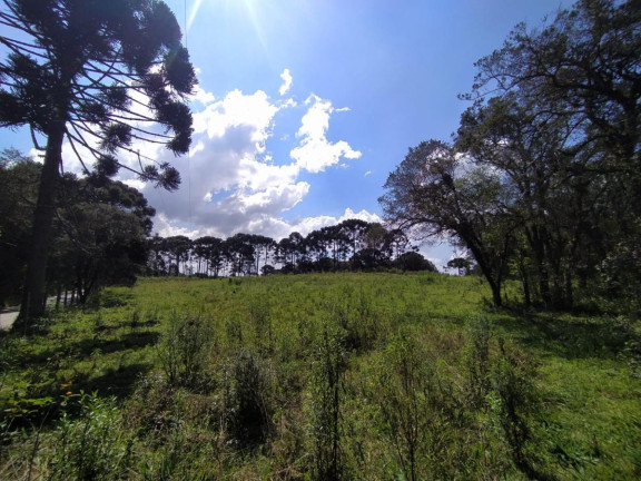Imagem Terreno à Venda, 5.000 m² em Contenda - São José Dos Pinhais Imagem Terreno à Venda, 5.000 m² em Contenda - São José Dos Pinhais