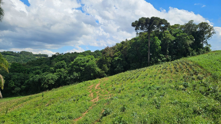 Imagem Fazenda à Venda, em Zona Rural - Araucaria Imagem Fazenda à Venda, em Zona Rural - Araucaria