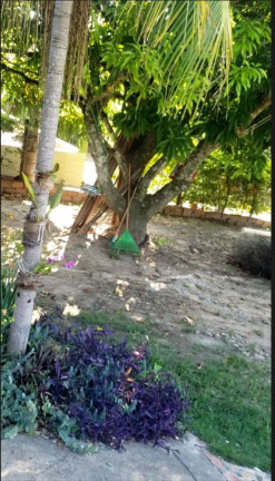 Imagem Chácara com 3 Quartos à Venda, 162 m² em Zona Rural - Conchas Imagem Chácara com 3 Quartos à Venda, 162 m² em Zona Rural - Conchas