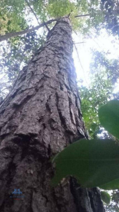 Imagem Terreno à Venda, 27.000 m² em Santo Antônio De Lisboa - Florianópolis Imagem Terreno à Venda, 27.000 m² em Santo Antônio De Lisboa - Florianópolis