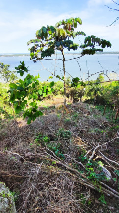 Imagem Terreno à Venda, em Tamborete - Imaruí Imagem Terreno à Venda, em Tamborete - Imaruí