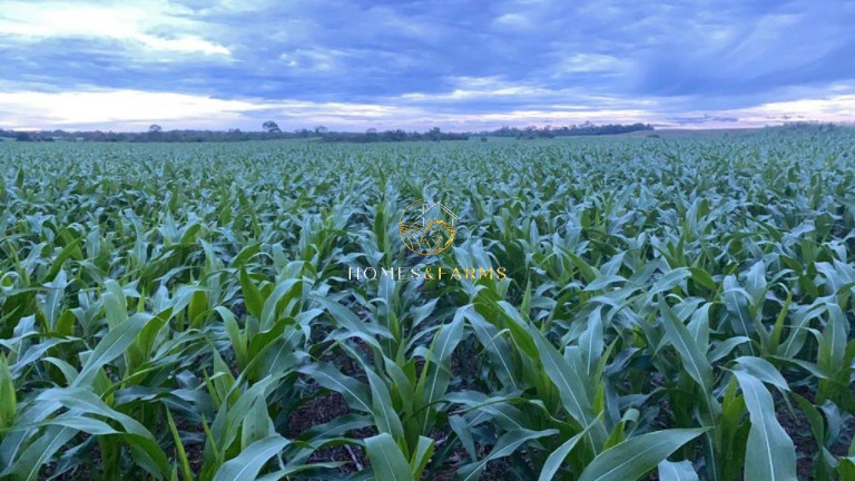 Imagem Imóvel com 3 Quartos à Venda, 47.000 m² em Zona Rural - Conceição Do Araguaia Imagem Imóvel com 3 Quartos à Venda, 47.000 m² em Zona Rural - Conceição Do Araguaia