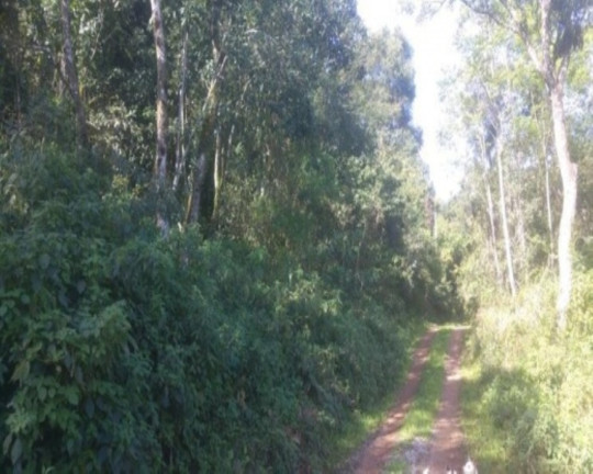 Imagem Terreno à Venda, 3 m² em Linha Pirajá Alta - Nova Petrópolis Imagem Terreno à Venda, 3 m² em Linha Pirajá Alta - Nova Petrópolis