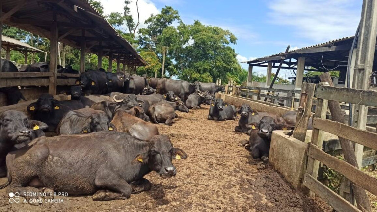 Imagem Fazenda à Venda, 56 m² em Zona De Pecuária - Pilar Do Sul Imagem Fazenda à Venda, 56 m² em Zona De Pecuária - Pilar Do Sul