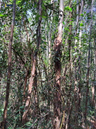 Imagem Chácara à Venda, em Centro - Bragança Paulista Imagem Chácara à Venda, em Centro - Bragança Paulista