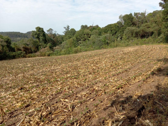 Imagem Imóvel com 3 Quartos à Venda, 130.000 m² em Cantagalo - Antônio Olinto