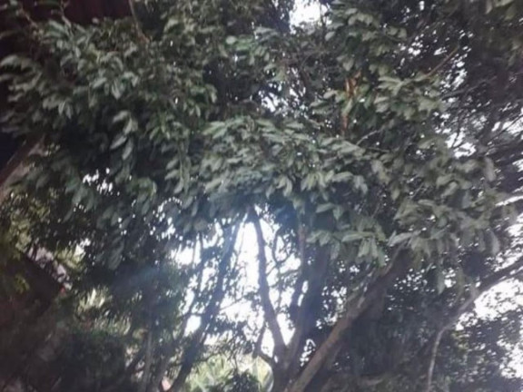 Imagem Chácara com 2 Quartos à Venda, 2.000 m² em Cairu - Morro De São Paulo