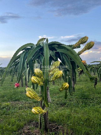 Imagem Imóvel com 3 Quartos à Venda, 9.600.000 m² em Centro  - Tomé-açú