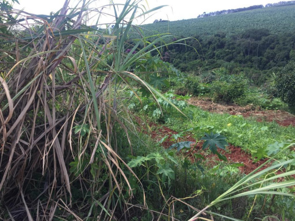 Imagem Chácara à Venda, 1 m² em Rural - Avaré Imagem Chácara à Venda, 1 m² em Rural - Avaré