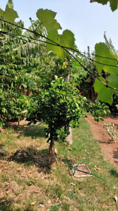 Imagem Casa com 2 Quartos à Venda,  em Estrada Rs-030 - Osorio