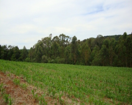 Imagem Terreno à Venda, 12 m² em Linha Imperial - Nova Petrópolis Imagem Terreno à Venda, 12 m² em Linha Imperial - Nova Petrópolis