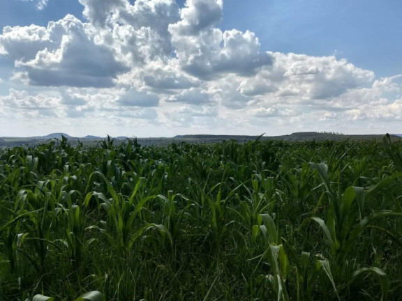 Imagem Fazenda à Venda, 59 m² em Rural - Guareí Imagem Fazenda à Venda, 59 m² em Rural - Guareí
