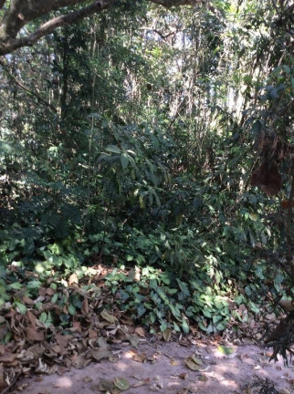 Imagem Terreno à Venda, 1.300 m² em Altos De São Fernando - Jandira Imagem Terreno à Venda, 1.300 m² em Altos De São Fernando - Jandira
