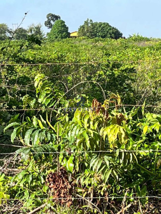 Imagem Fazenda à Venda, 41.000 m² em Barra Do Pojuca - Camaçari Imagem Fazenda à Venda, 41.000 m² em Barra Do Pojuca - Camaçari