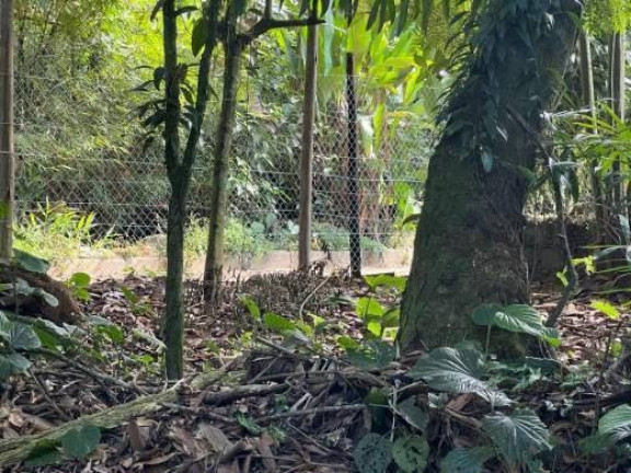 Imagem Terreno à Venda, 1.100 m² em Praia Do Felix - Ubatuba Imagem Terreno à Venda, 1.100 m² em Praia Do Felix - Ubatuba